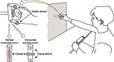 Aim and Plausibility of Action Chains Remap Peripersonal Space